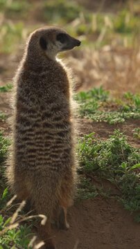 4K 30p vertical video captures a suricate or meerkat (Suricata suricatta) warming itself in the early morning sun at Mountain Zebra National Park, Cradock, Eastern Cape, South Africa.
