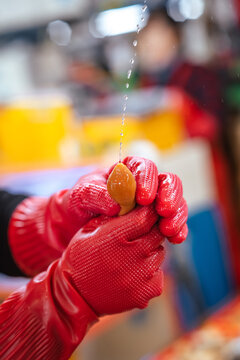 Close-up of a fisherman's glove grabbing a fresh Korean spoon worm (Gaebul), a traditional, popular local seafood cuisine in Jagalchi fish market, Busan, South Korea
