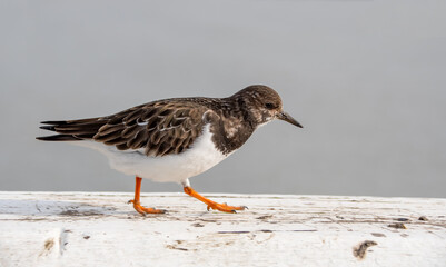 kleine Vogel, blankenberge, nordsee br&uuml;cke