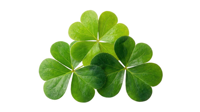 Happy st patricks day green shamrock leaves isolated on a white background creating a festive seasonal high-key lighting with cutout object