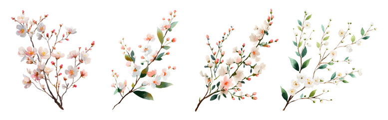 Watercolor  set blossom branch with delicate pink flowers blooming on white background. Spring floral illustration perfect for romantic designs and nature-inspired projects. Vector illustration. © Narin