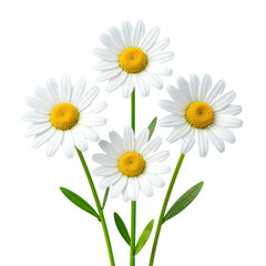 Fototapeta premium Four white daisies with yellow centers and green stems