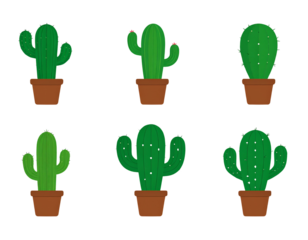 Cactus  