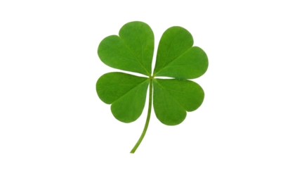 Happy st patricks day a single four leaf clover with a stem in green shades on a white ready for compositing on white and transparent background