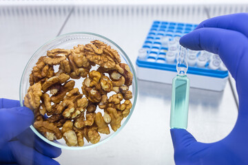 A scientist holds an ampoule of liquid in his hand, and a petri dish with walnuts nearby. Laboratory analysis of walnuts, extracting nutrients from walnuts.