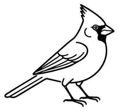 Hand drawn line art illustration of a cardinal bird depicting it standing for nature designs