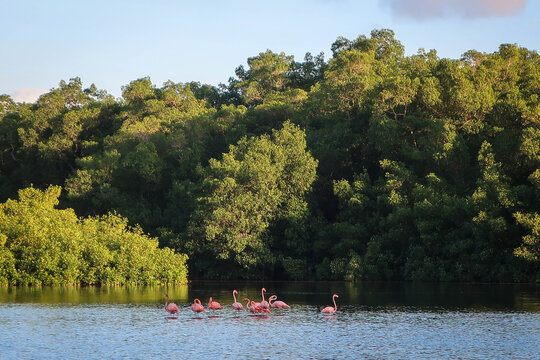 Wild flamingo birds view, Caroni Bird Sanctuary, Trinidad