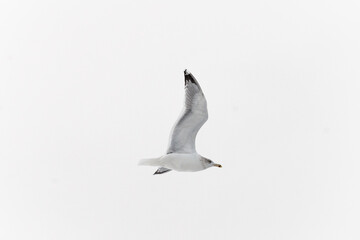 Fototapeta premium Sleek seagull with extended wings flying near bright horizon