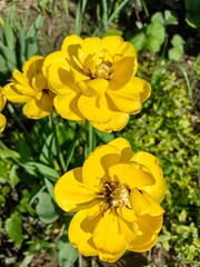 Yellow tulips grow in the garden, beautiful flowers.