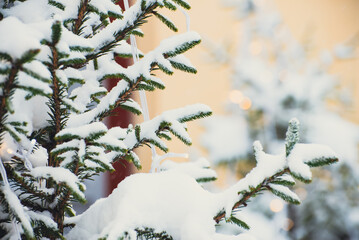 Peaceful snowy scene with evergreen boughs in soft light