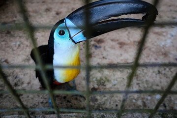 Fototapeta premium Cute toucan bird view, Trinidad