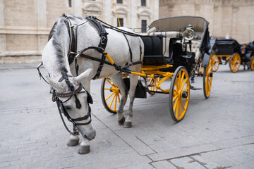A leisurely carriage tour pulled by a strong horse, exploring the scenic routes and bustling plazas of a picturesque European city. Editorial features on local experiences, promotional travel content