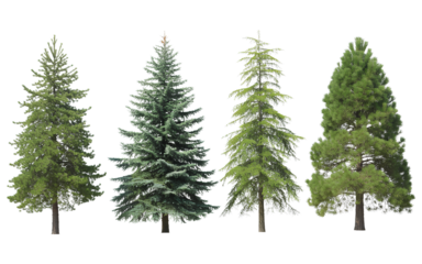 Evergreen coniferous pine trees set isolated on transparent background for landscape architecture visualization