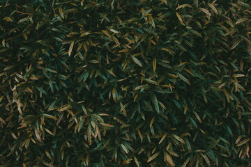 Dense Foliage Texture Top View. Dark Green Natural Pattern