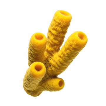 A yellow sea sponge
