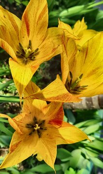 Tulipa praestans multiflowering tulip