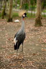 Fototapeta premium Graceful bird stands in wooded area. Graceful crowned crane with golden crest on its head surveys its habitat. Vulnerable bird species. Animal protection concept, Red Book