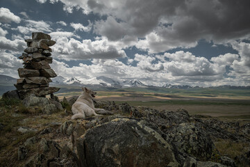 A large white dog lies peacefully on a mountain, gazing at the distant steppe with its mountains, rivers, lakes, and fields. A stone cairn stands nearby under dense clouds.