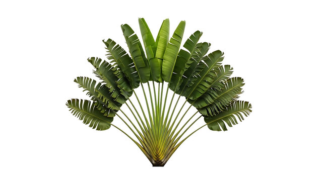 Traveler's palm tree with large fan-shaped leaves isolated on transparent background, png