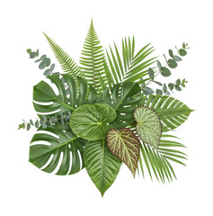 Lush green plants arrangement nature botanical top view isolated on transparent background