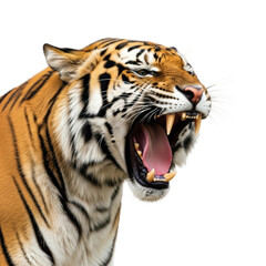 Fototapeta premium Roaring tiger in the wild nature majestic environment isolated on transparent background