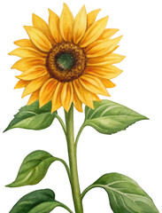 Obraz premium A vibrant and detailed watercolor painting of a fully bloomed sunflower with golden yellow petals and a dark brown central disc, gracefully extending from a, isolated on transparent background.