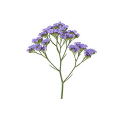Fototapeta premium Delicate purple flower branch