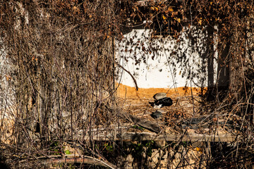 Stray cat resting among ruins of abandoned rural house, winter sunlight, decay and calm atmosphere, solitude concept
