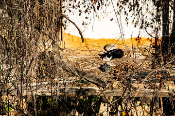 Stray cat resting among ruins of abandoned rural house, winter sunlight, decay and calm atmosphere, solitude concept