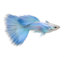 A beautiful male Sky Blue Lazuli Guppy featuring a large flowing delta tail and iridescent silvery-blue scales. This high-resolution aquatic image showcases elegant finnage.