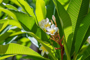 Obraz premium Fleurs de frangipanier