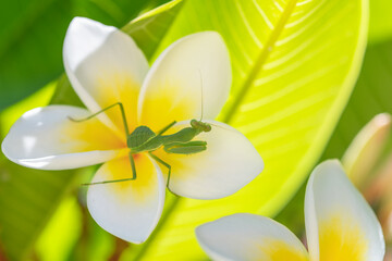Mante religieuse pos&eacute;e sur une fleur de frangipanier