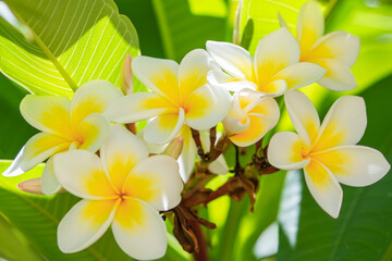 Fleurs de frangipanier