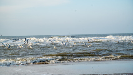 M&ouml;wen im Winter am strand