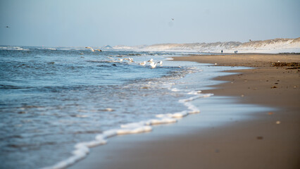 M&ouml;gen am Strand im Winter