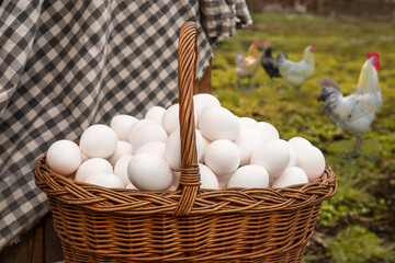 Chicken eggs in a large wicker basket harvested from chicken coop in the backyard. Countryside outdoor setting with chickens on the grass