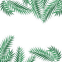 palm tree isolated on white background