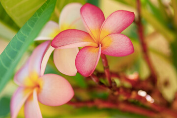 Gros plan sur des fleurs de frangipanier