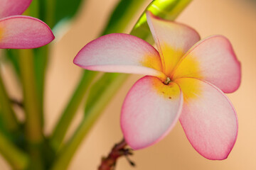 Gros plan sur des fleurs de frangipanier