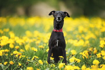 black italian greyhound dog sitting on a field of dandelions