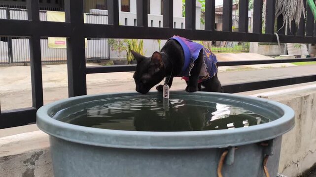 Funny black domestic cat in clothes leaning over a water basin to drink