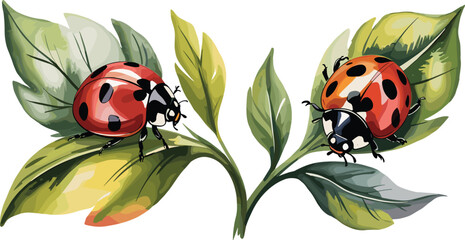 Ladybug on green leaves vector illustration, colorful red ladybird beetles on garden plant foliage © MdMajnur