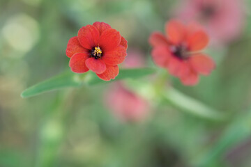 Fleurs rouges sauvages