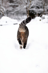 Winter cat © diana