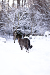cat in snow © diana