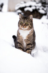 cat in snow © diana