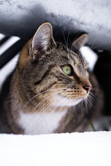 portrait of a cat © diana