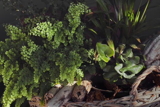 Small green indoor plants in basket