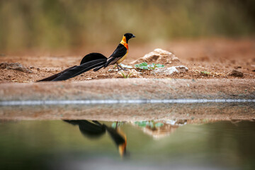Eastern Paradise-Whydah male standing along waterhole with reflection in Greater Kruger National...