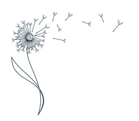 Sketch of stylized field dandelion with seed flight.
